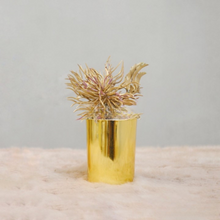 Golden Potted Air Plant